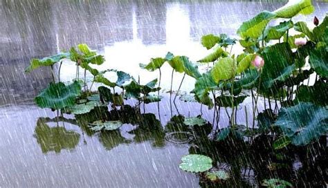 下雨前的景象|下雨前有什么自然现象？